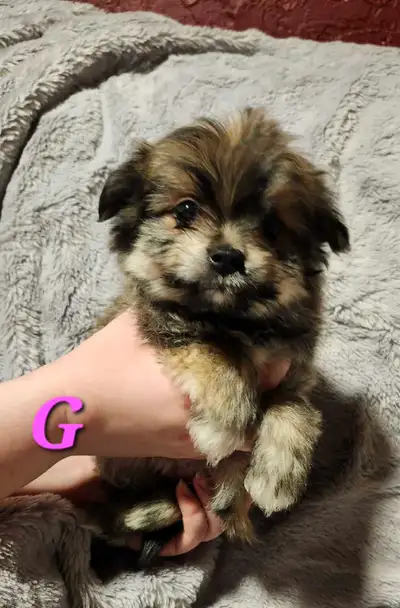 ⭐️⭐️⭐️⭐️⭐️⭐️POMKIE PUPPIES , View more
