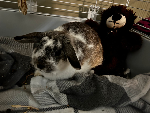 holland lop cross doe for sale needs a home asap in Small Animals for Rehoming in Saskatoon