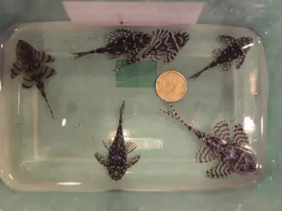  L#pleco juviniles , View more