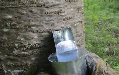 Picoué servant à la récolte de la gomme de sapin. La vidéo suivante montre comment se fait la collec...