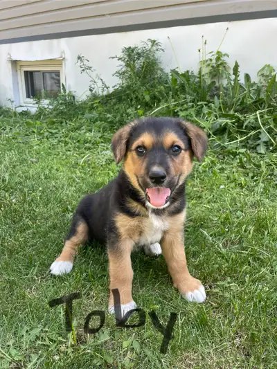 Don't miss out on these Rottweiler cross puppies. 6 girls and 1 boy. Toby is the boy and the rest ar...