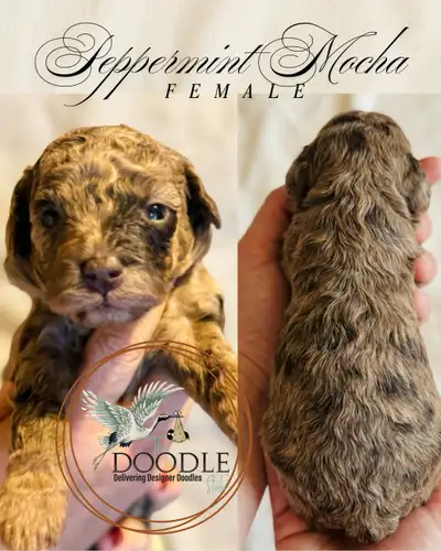 Introducing Our Delightful Litter of Miniature Poodles! Are you ready to welcome a bundle of joy int...