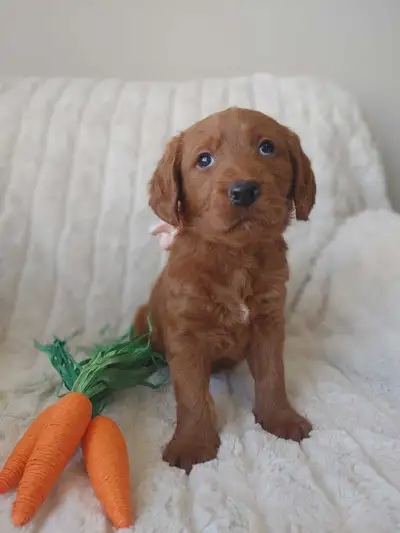 Red F1 Labradoodle Puppies, View more