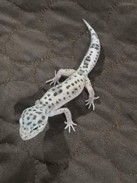 Baby Mac snow leopard gecko