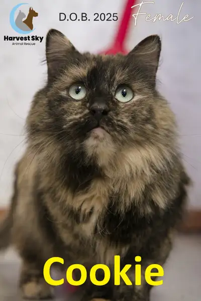HARVEST SKY ANIMAL RESCUE - 16 ADOPTABLE KITTENS & CATS!, View more