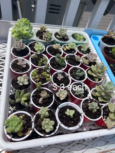 succulents , View more
