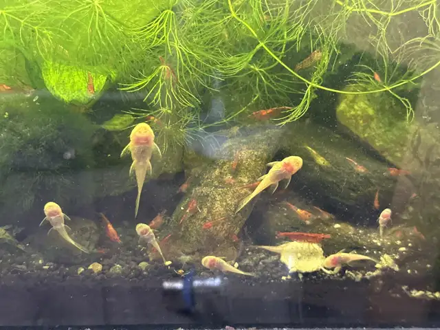 albino bristlenose in Fish for Rehoming in Richmond - Image 3