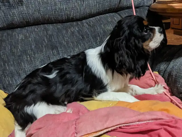Cavalier King Charles Spaniel Puppies in Dogs & Puppies for Rehoming in City of Toronto - Image 9