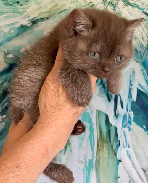 Chocolates and Lilacs British Shorthair Kittens NOW ready for their new homes! These little babies h...