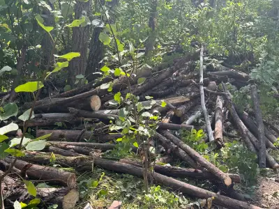 General Labourers Tree removal help wanted, View more