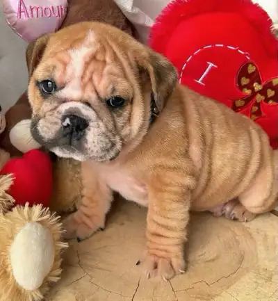 ⭐️English Bulldog⭐️, View more