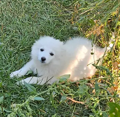 Miniature American Eskimo, View more