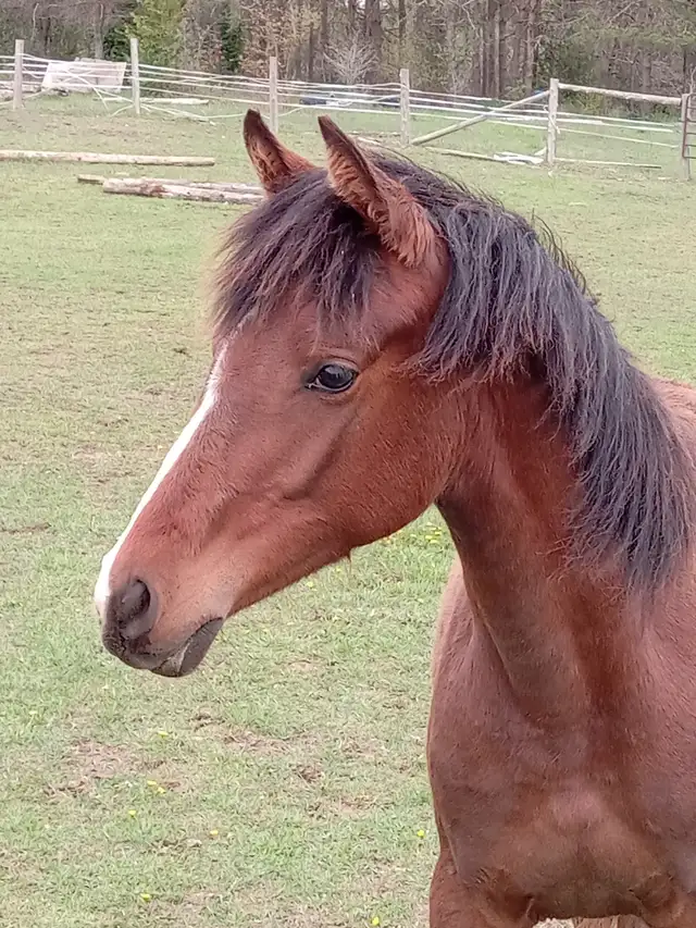 3yo Purebred Arabian filly in Horses & Ponies for Rehoming in Owen Sound - Image 7