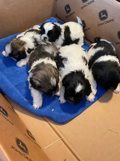 Purebreed Shih Tzu Puppies, View more