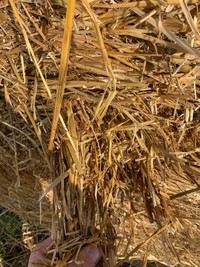 Round Bales of Conventional Straw