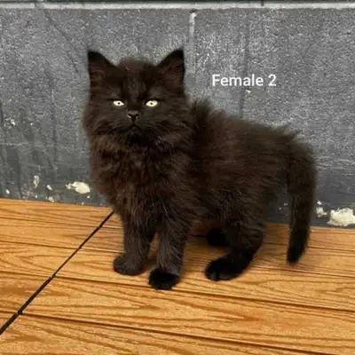 Black Smoke Maine Coon Mixed Kittens, View more