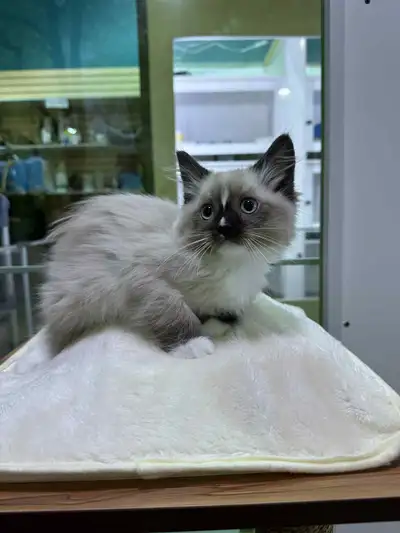 Magnifiques chatons ragdoll, né le 30 mars 2025, 1399$+tx chaque Toutes des femelles 2259 boulevard...