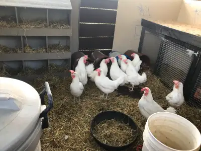 Downsizing our laying hens, View more