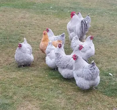 3 Lavender & 9 Buff Orpington Available this Weekend! Day Old., View more