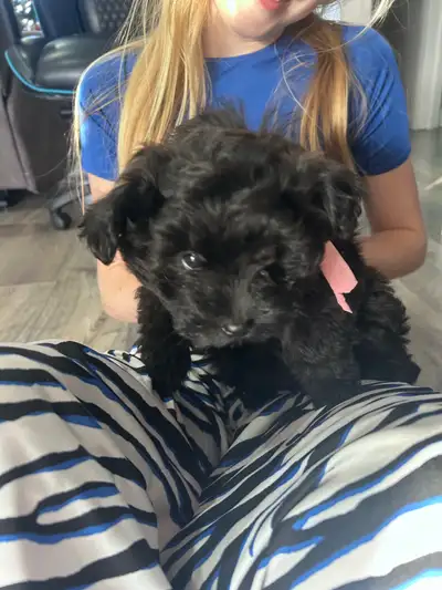 Pomeranian/Shih-poo puppies, View more