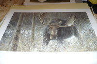 Robert Bateman - Challenge - Bull Moose limited edition print