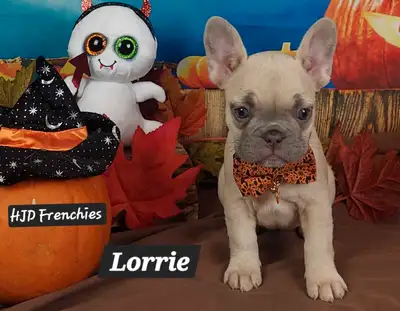 Exceptional Purebred CKC French Bulldog Puppies, View more