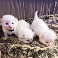 Fluffy Ragdoll kittens