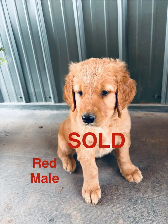 Golden Retriever Puppies (SOLD) in Dogs & Puppies for Rehoming in Edmonton - Image 6