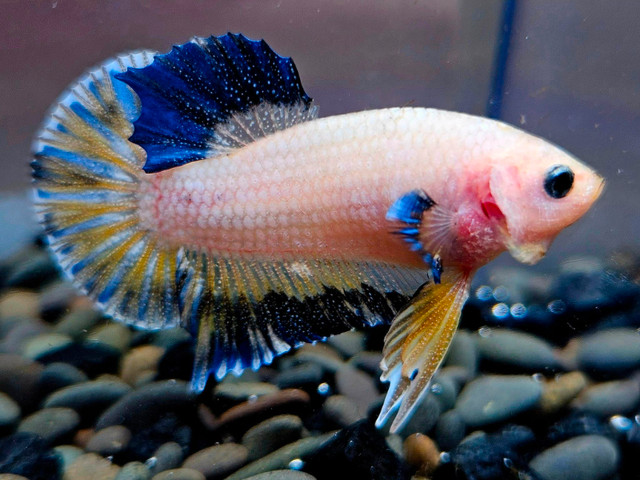 Yellow/blue marble koi betta in Fish for Rehoming in Sudbury