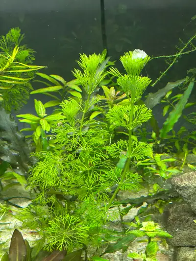 Aquatic Mixed stem plants - 20 stems for 25$, View more