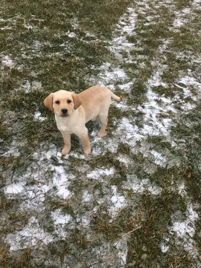 Labrador Retriever puppy, View more