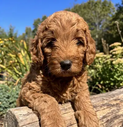Goldendoodle minitures (19-29lbs), View more