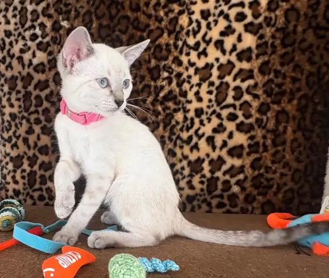 Chaton Savannah femelle F5 snow (collier rose) in Cats & Kittens for Rehoming in Québec City - Image 2