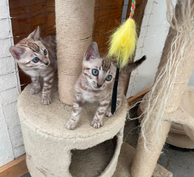 TICA Registered Bengal kittens in Cats & Kittens for Rehoming in Saskatoon