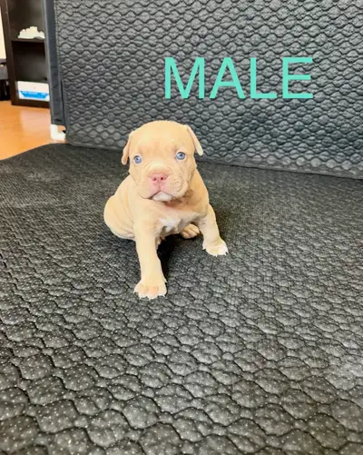 American Bulldog puppies, View more