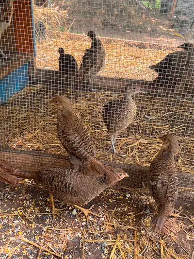 Red golden pheasants, View more
