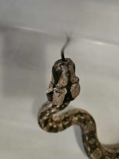 Tarahumara Mountain dwarf boa. $350, View more