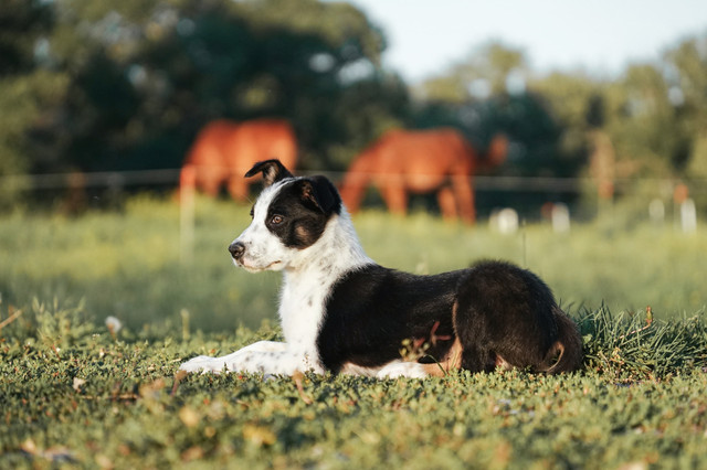 border collie puppies in Dogs & Puppies for Rehoming in Lethbridge
