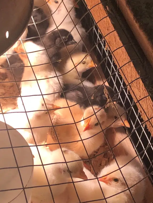 œufs féconds poules mixtes in Livestock in Sherbrooke - Image 7