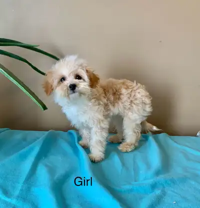 Female maltipoo pup, View more