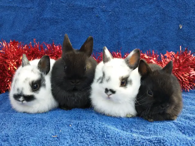 EXTRAORDINARY Baby Netherland dwarf & lionhead rabbits in Small Animals for Rehoming in Ottawa - Image 7