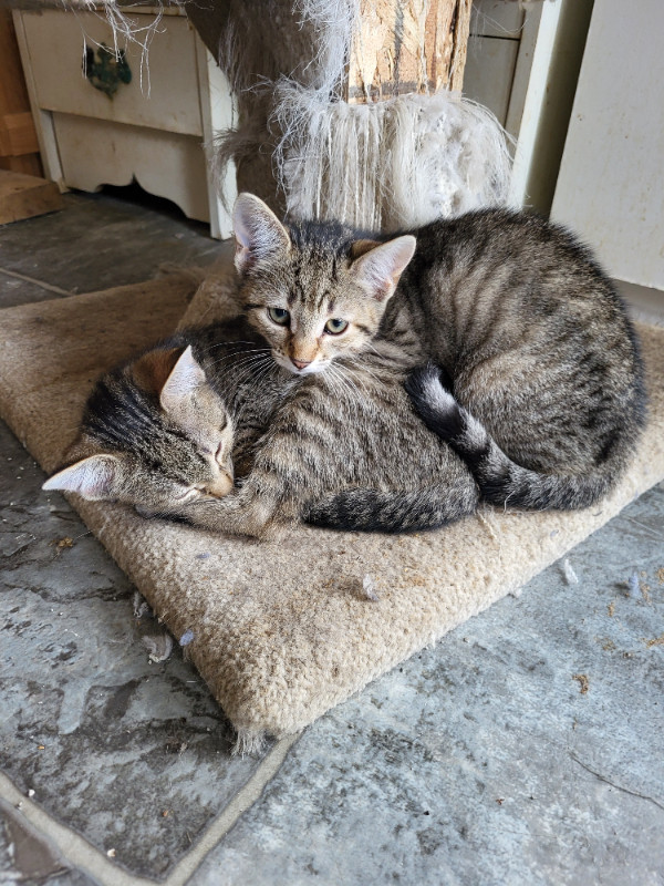 joli chaton dans Chats et chatons à adopter  à Saguenay - Image 4