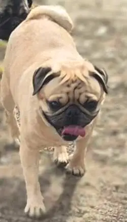 PUG puppies, View more