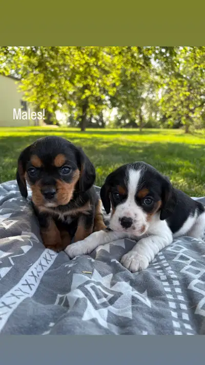 Beaglier’s pups available!