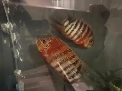 2 Red Tiger Severum, in healthy and actively moving around. Exhibiting beautiful colour. Currently i...