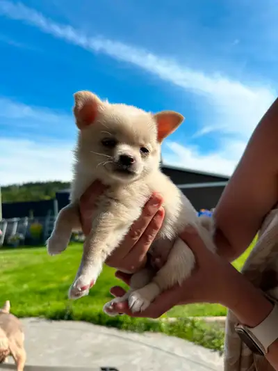 STUNNING Pomchi puppies, View more