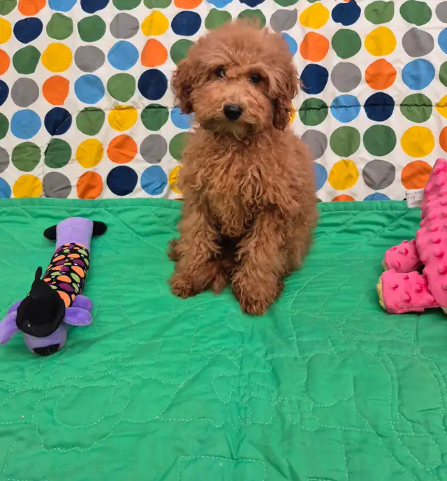 Stunning Red Toy Poodle Puppies in Dogs & Puppies for Rehoming in Mississauga / Peel Region - Image 5