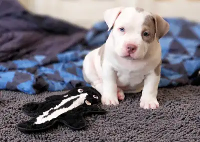 Adorable Puppies, View more