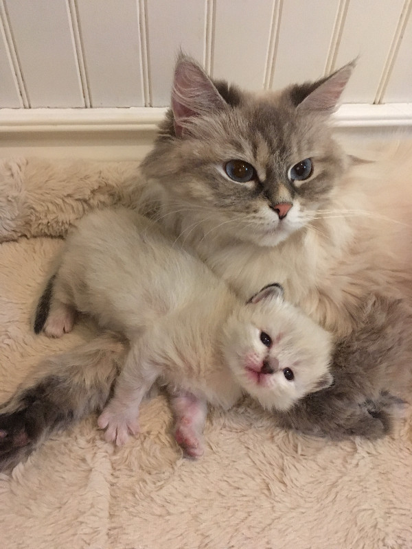 Superbe chaton et chatte sibérien hypoallergene enr T.i.c.a dans Chats et chatons à adopter  à Ville de Québec - Image 4