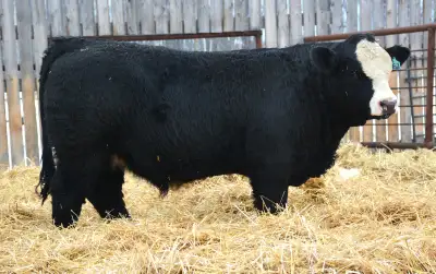Commercial Simmental bulls for sale, View more